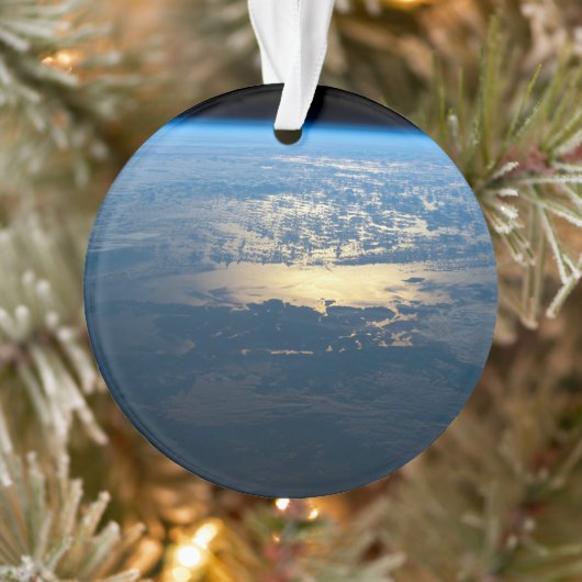 Parc national de Laguna San Rafael, dans le sud du (Arbre)