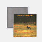 Parc national de Yellowstone Bull Moose Magnet (Recto/Verso)