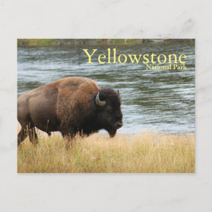 Parc national de Yellowstone, carte postale de Bis