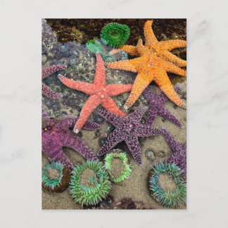 Pareltjes van het zee briefkaart