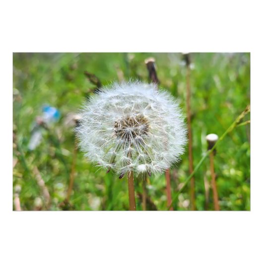 Parfaite dent-de-lion – Photographie botanique mac (Devant)