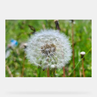 Parfaite dent-de-lion – Photographie botanique mac