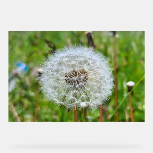 Parfaite dent-de-lion – Photographie botanique mac (Recto)