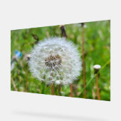 Parfaite dent-de-lion – Photographie botanique mac (Angle)