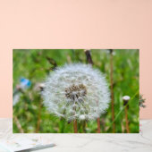 Parfaite dent-de-lion – Photographie botanique mac (Mariage)