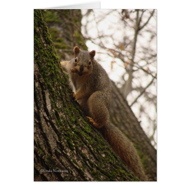Parfois vous vous sentez comme un écrou ! (Devant)