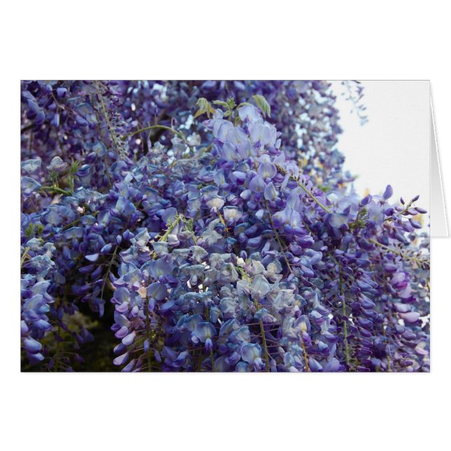 Parfum en bleu (Devant horizontal)