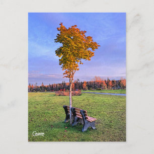 Park Bench Alaska - Carte postale