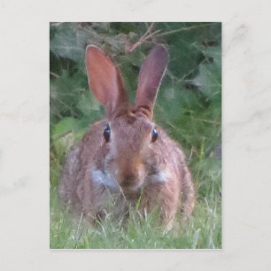 Park Rabbit Close Up Briefkaart