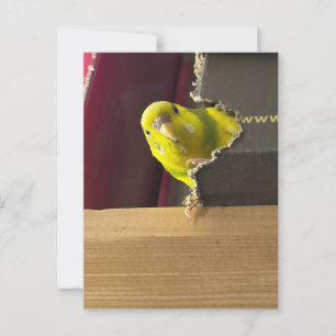 Parkiet Bekijk een boek Briefkaart
