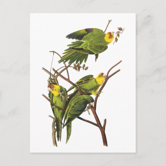 Parkiet - door John Audubon Briefkaart (Voorkant)