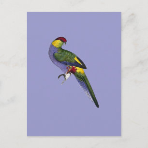 Parkiet Parrot Briefkaart