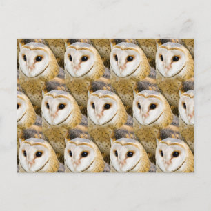 parlement van Barn Owls Briefkaart