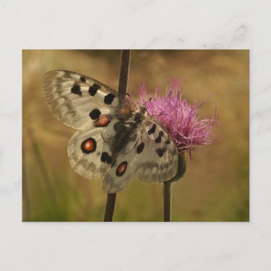 Parnassius apollo briefkaart (Voorkant)