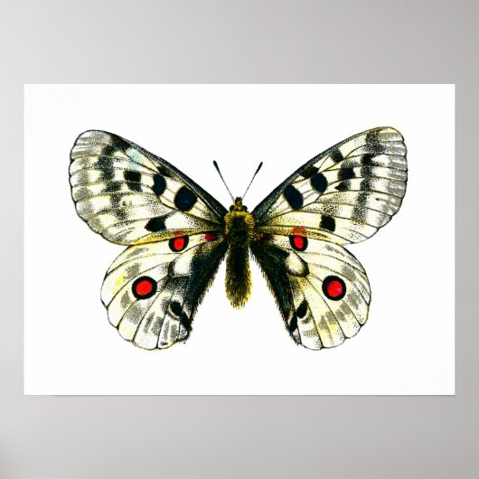 Parnassius apollo-vlinder poster (Voorkant)