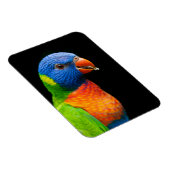 Parot Magneet (Rechterzijde)