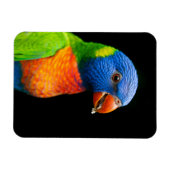 Parot Magneet (Horizontaal)