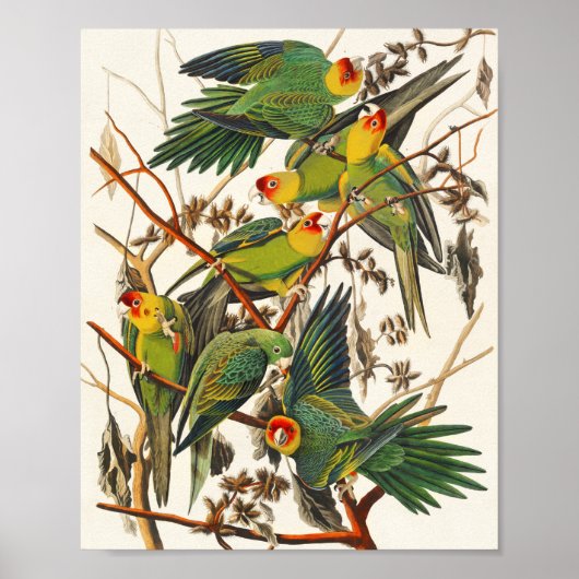 Parro Illustration Bird Lover Gift Poster (Voorkant)