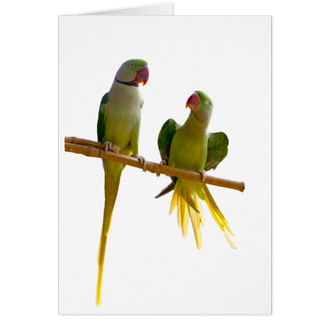 parrot, (Devant)