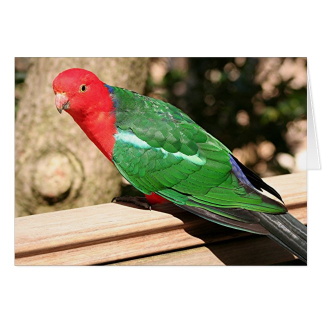 Parrot australien (rouge et vert) (Devant horizontal)