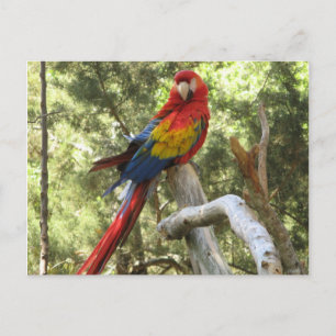 Parrot Bird Red Macaw Briefkaart