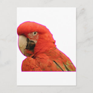 Parrot Briefkaart