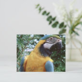 Parrot Briefkaart (Staand voorkant)