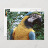 Parrot Briefkaart (Voorkant / Achterkant)