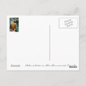 Parrot Briefkaart (Achterkant)