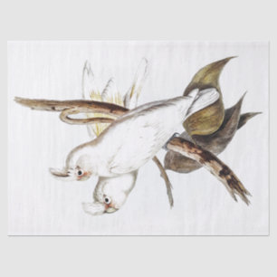 Parrot Cockatkato Bird  Tissuepapier