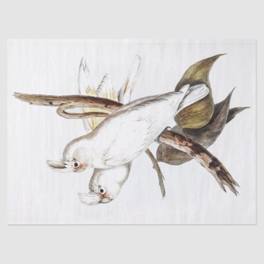 Parrot Cockatkato Bird  Tissuepapier (Voorkant)