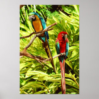Parrot Friends Poster