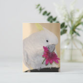 Parrot Hij houdt van me. Briefkaart (Staand voorkant)