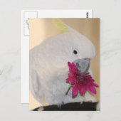 Parrot Hij houdt van me. Briefkaart (Voorkant / Achterkant)