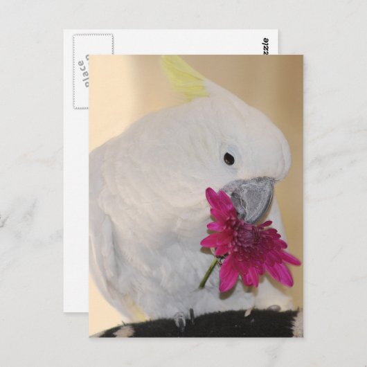 Parrot Hij houdt van me. Briefkaart (Voorkant / Achterkant)