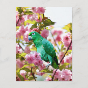 Parrot in Cherry Blossom Briefkaart