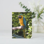 Parrot in de dierentuin van Birmingham Briefkaart (Staand voorkant)