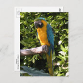 Parrot in de dierentuin van Birmingham Briefkaart (Voorkant / Achterkant)