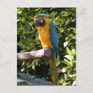 Parrot in de dierentuin van Birmingham Briefkaart