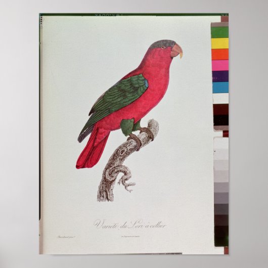Parrot: Lory of Collared Poster (Voorkant)