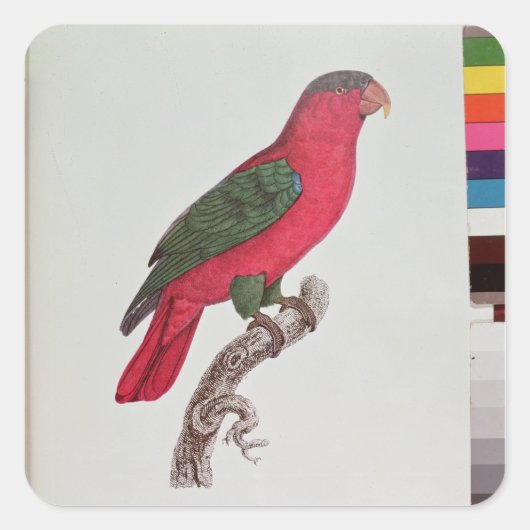 Parrot: Lory of Collared Vierkante Sticker (Voorkant)