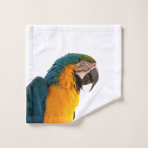 Parrot macaw