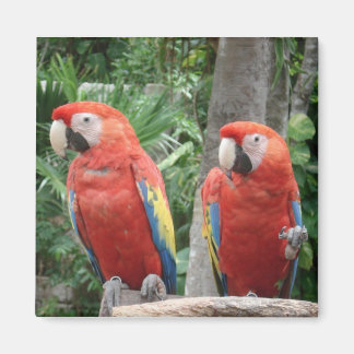 Parrot Magnet Magneet