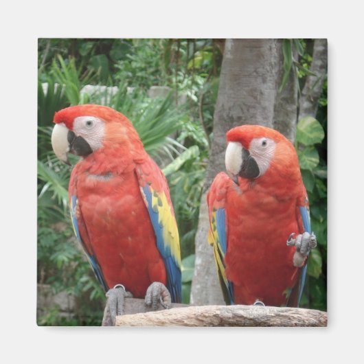 Parrot Magnet Magneet (Voorkant)