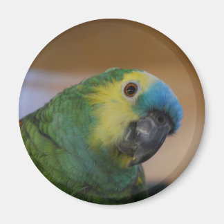 Parrot Magnet Magneet