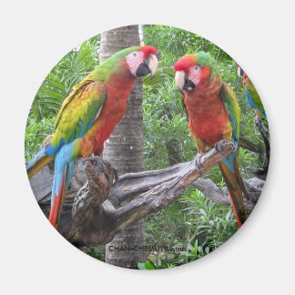 Parrot Magnet Magneet