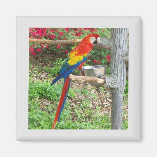 Parrot Magnet Magneet (Voorkant)