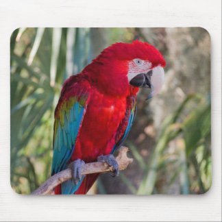 Parrot Muismat