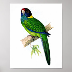 Parrot No.8 Tropische Antiek ornithologie Print