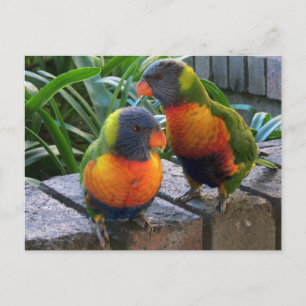 Parrot Pals Briefkaart